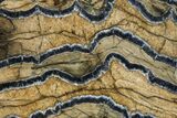 Mammoth Molar Slice With Case - South Carolina #377790-2